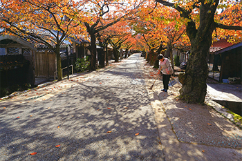 【作品名】晩秋のがいせん桜通り　撮影者：木浦 正夫 様 夢街道ルネサンス認定地区名：出雲街道新庄宿（岡山県真庭郡新庄村）