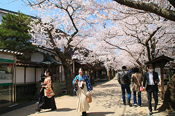 【作品名】春を楽しむ　撮影者：桑木 道夫 様 夢街道ルネサンス認定地区名：出雲街道新庄宿（岡山県真庭郡新庄村）