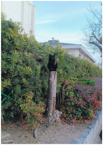 【作品名】帰路を見守る猫 撮影者：飯田 晃乃介 様 夢街道ルネサンス認定地区名：二葉の里歴史の散歩道（広島県広島市東区二葉の里）