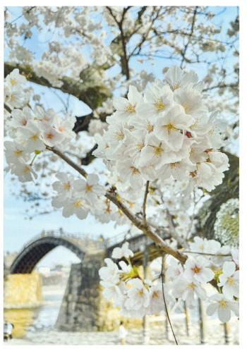 【作品名】春の架け橋 撮影者：新田 桜雪 様 夢街道ルネサンス認定地区名：岩国往来（山口県岩国市横山）