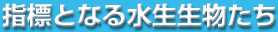 wWƂȂ鐅