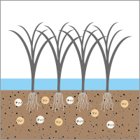 植生浄化施設のしくみ