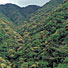 常緑樹林