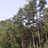針葉樹林
