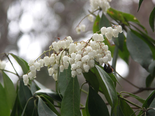 広島西部山系 植生図鑑
