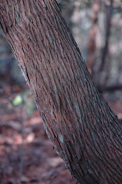 広島西部山系 植生図鑑