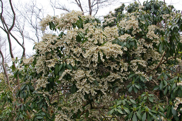 広島西部山系 植生図鑑