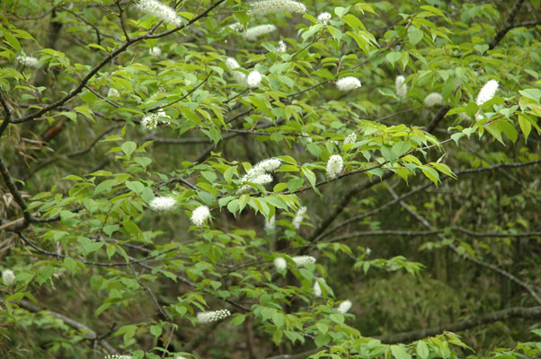 広島西部山系 植生図鑑