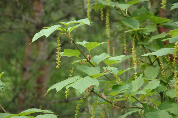 広島西部山系 植生図鑑
