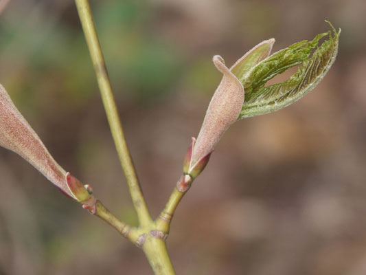 広島西部山系 植生図鑑