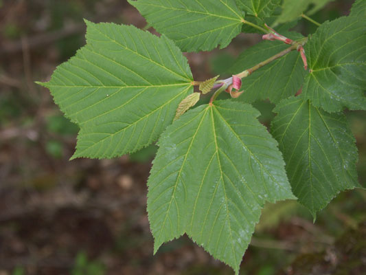 広島西部山系 植生図鑑