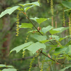 広島西部山系 植生図鑑