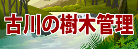 古川の樹木管理