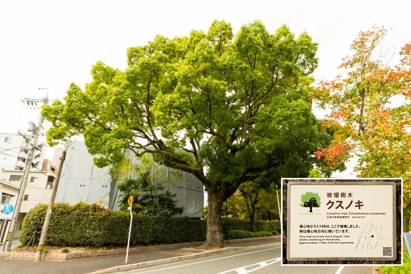 3.被爆樹木
