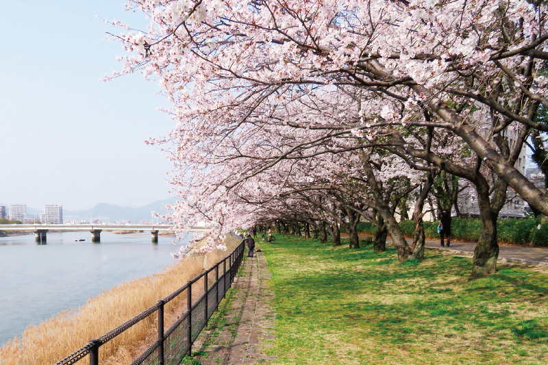 3.Cherry blossom trees at Choju-en3.Cherry blossom trees at Choju-en