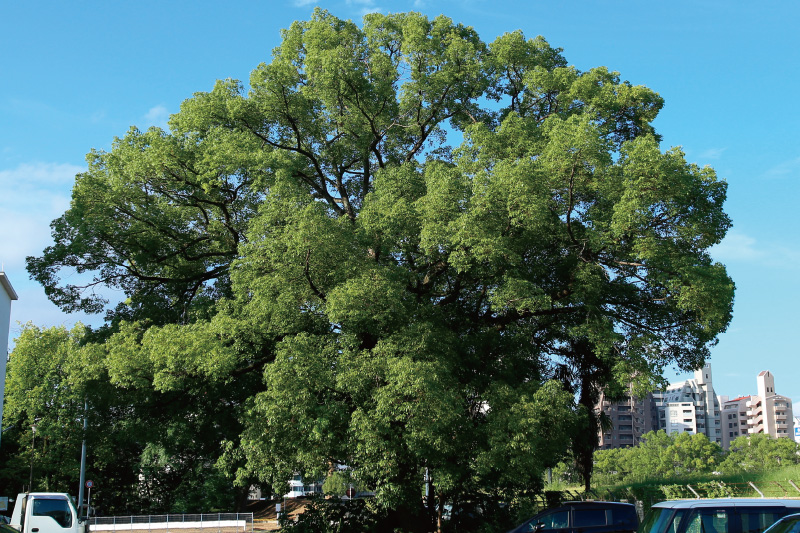 3.Hibaku Camphor Tree 