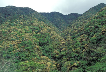 常緑樹林