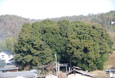 常緑樹林