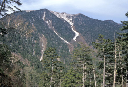 針葉樹林