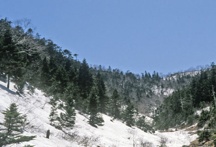 針葉樹林