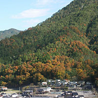 ふもとの落葉樹林