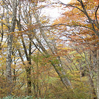 奥深い山の落葉樹林