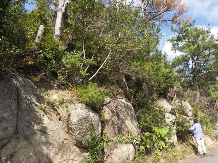 経小屋山：岩場のアカマツ林