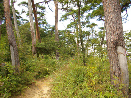 経小屋山：松ヤニ採取跡
