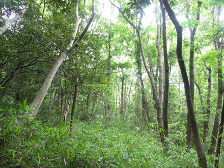 八木ヶ丘公園：コナラ林