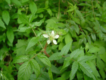 鎮守の森
