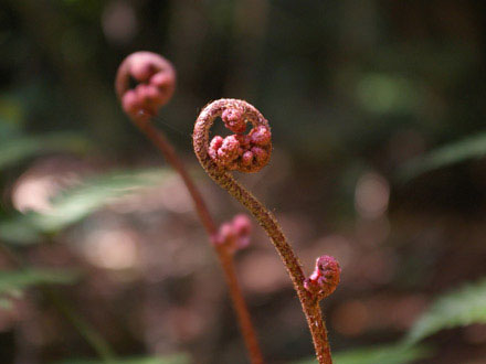 鎮守の森