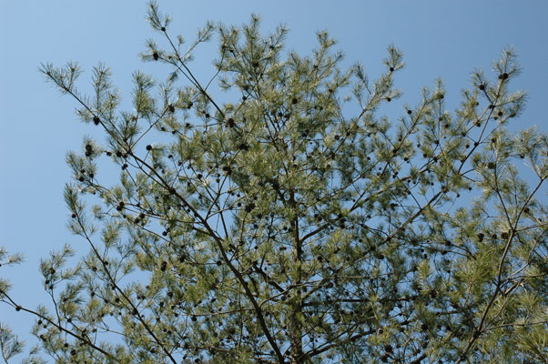 広島西部山系 植生図鑑