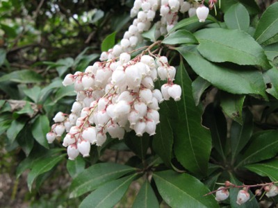 アセビ 植物 弥栄ダム周辺の生き物