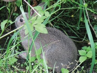 ノウサギの写真