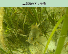 広島湾のアマモ場