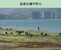 宮島の潮干狩り