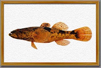 浜田河川国道事務所 高津川に住む魚たち