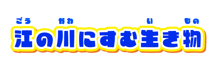 江の川の生き物紹介