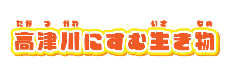 高津川にすむ生き物