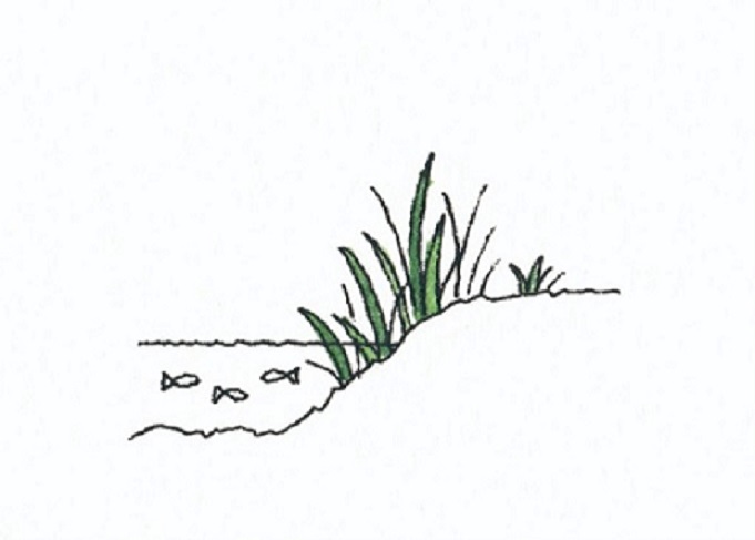 魚