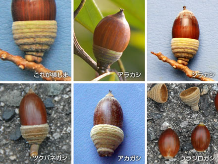 「帽子」が横しまのドングリ