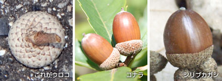 「帽子」がウロコ模様のドングリ