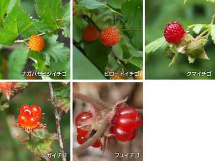 よく見かける木イチゴの仲間