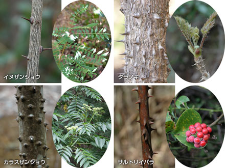 よく見かけるトゲのある樹木・ツル植物