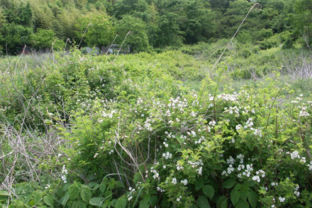 トゲのある樹木・ツル植物