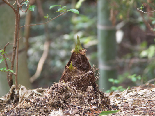 広島西部山系植生図鑑