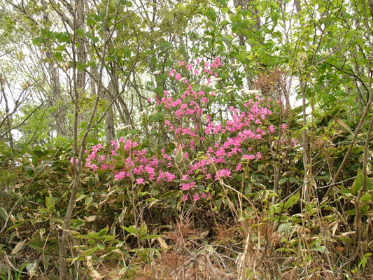 広島西部山系 植生図鑑 広島西部山系 植生図鑑