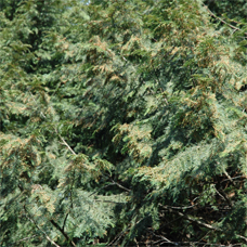 広島西部山系 植生図鑑