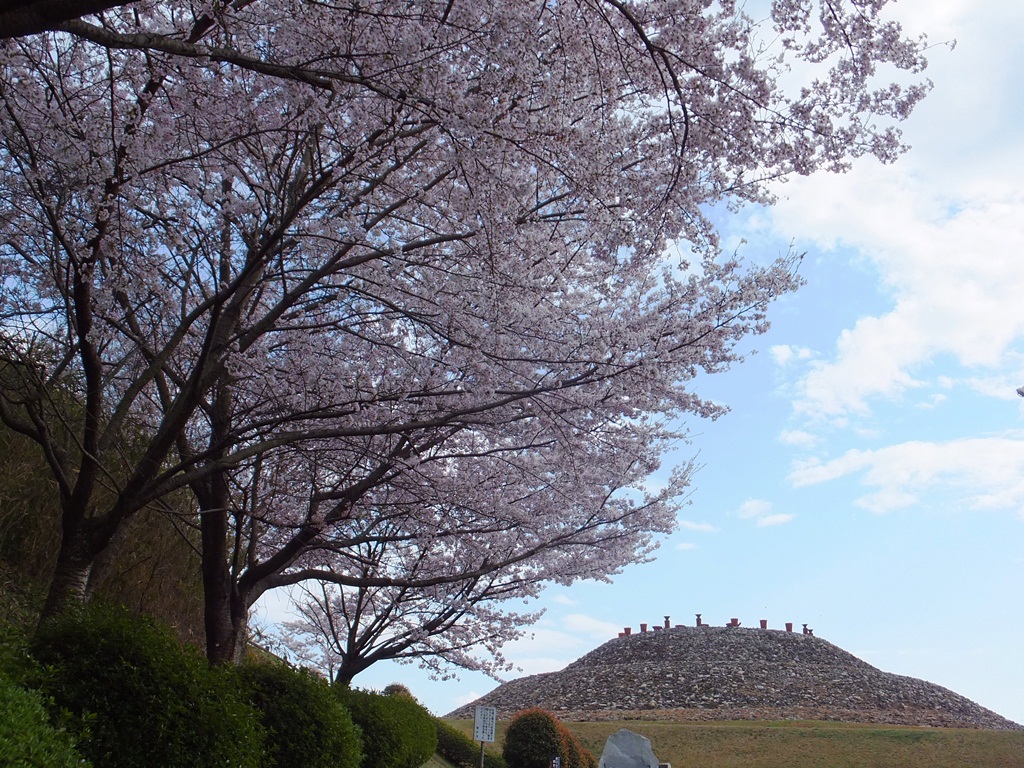 満開の桜と茶臼山古墳