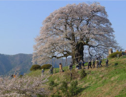 醍醐桜